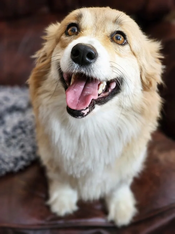 Lucky Rowel Corgis in Stephenville, Texas — Delifurry